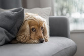 How to Help Anxious Pets: A 2026 Owner's Guide