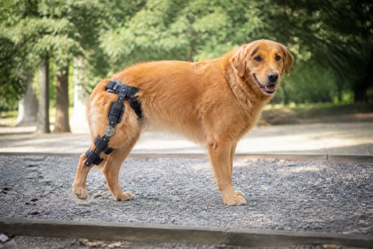 Rear Leg Brace for Large Dogs: 2026 Buyer's Guide